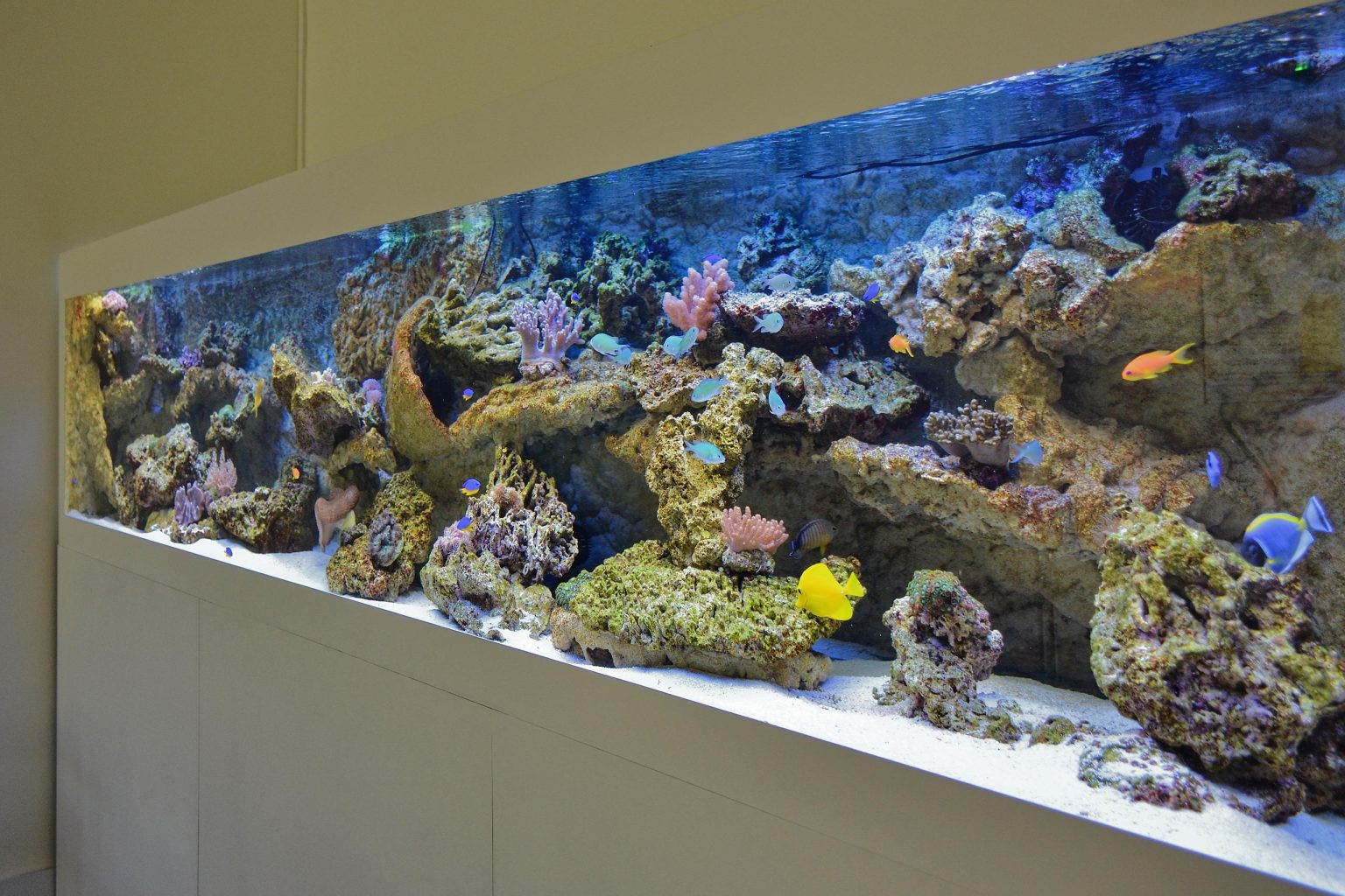 Nghệ thuật sống của giới siêu giàu: Đam mê nuôi cá cảnh xa hoa hàng triệu đô la