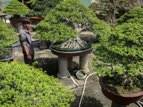 Nghệ nhân bonsai 9x kiếm tiền triệu mỗi ngày nhờ chăm cây tiền tỷ